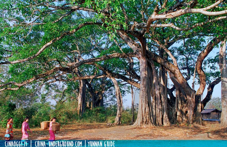 king-banyan-yunnan-A giant Banyan tree in Yunnan province, southern China
