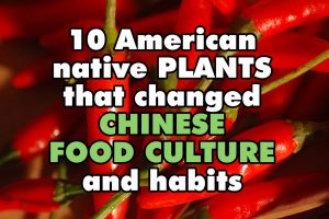 10 American native plants that changed Chinese food culture and habits