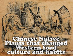 9 Chinese Native Plants that changed Western food culture and habits