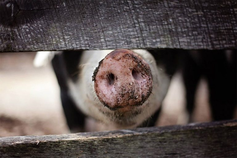 China’s Pork Trade