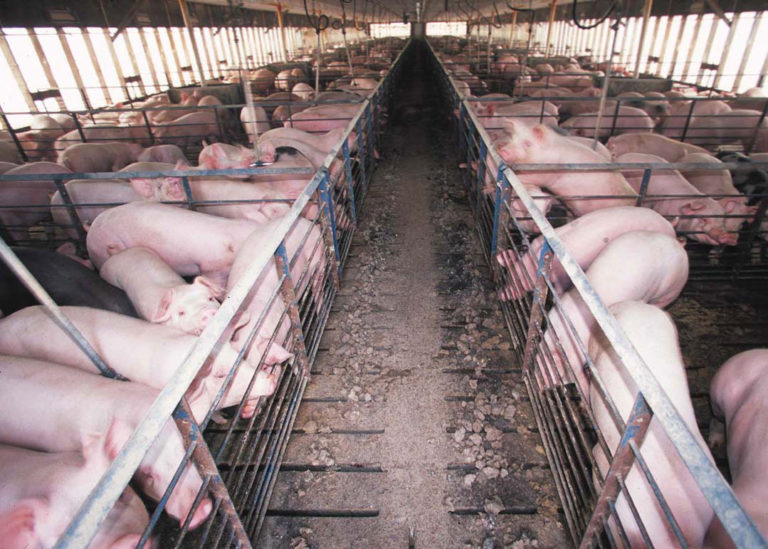 China pork reserves