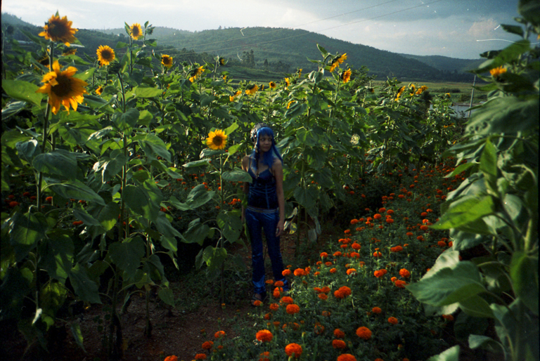ai generative fill analog pictures sunflowers