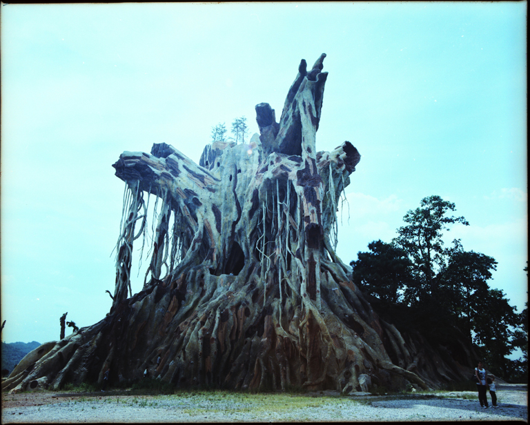 Primordial-Panoramic-Tree