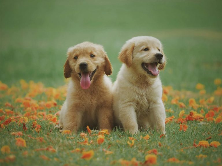 Proven-Ways-to-Enhance-Your-Dog's-Well-Being