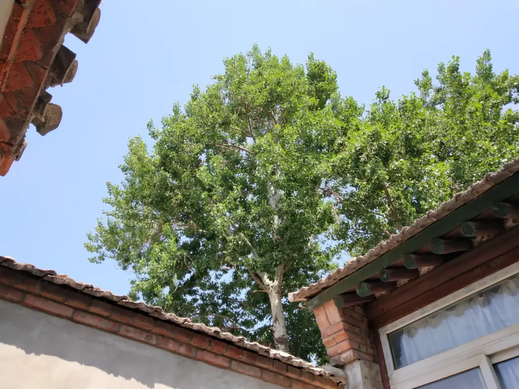 The old poplar tree next to our hutong house has lush green leaves in May