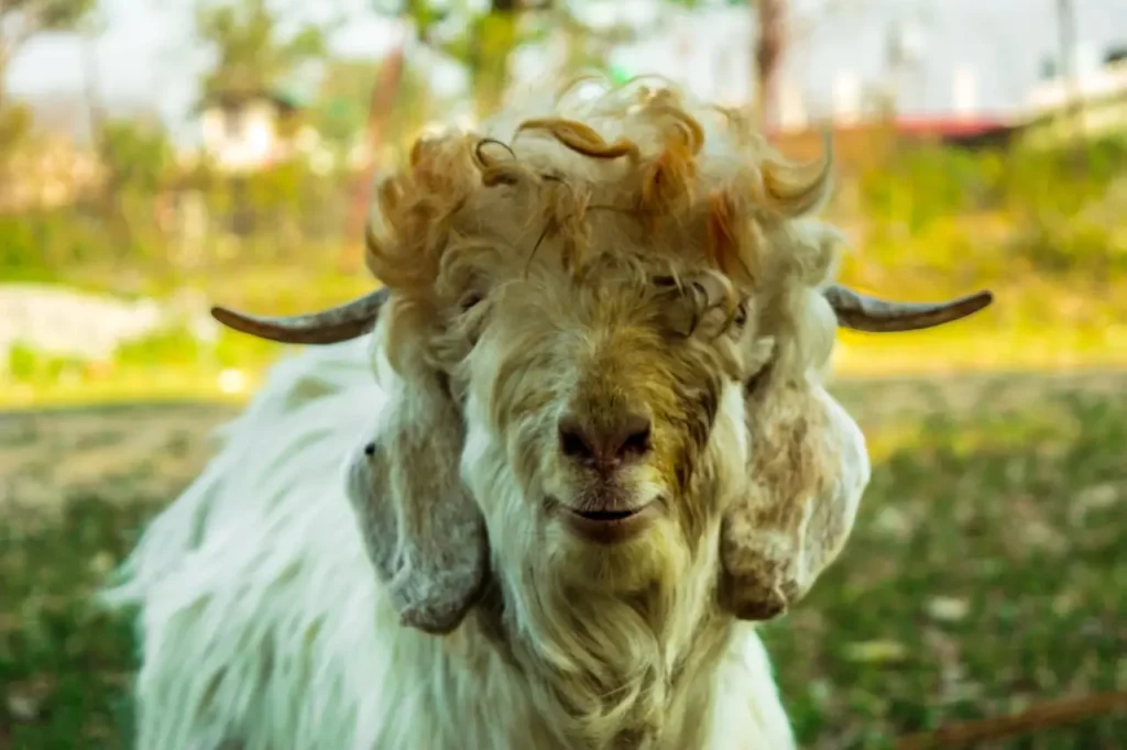 happy goat