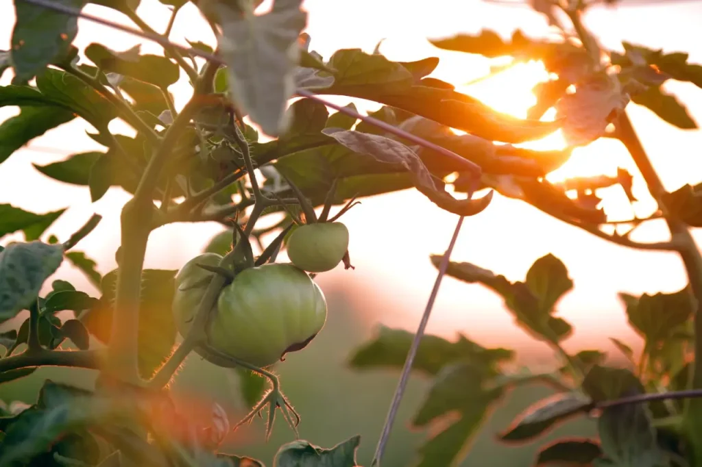 tomato