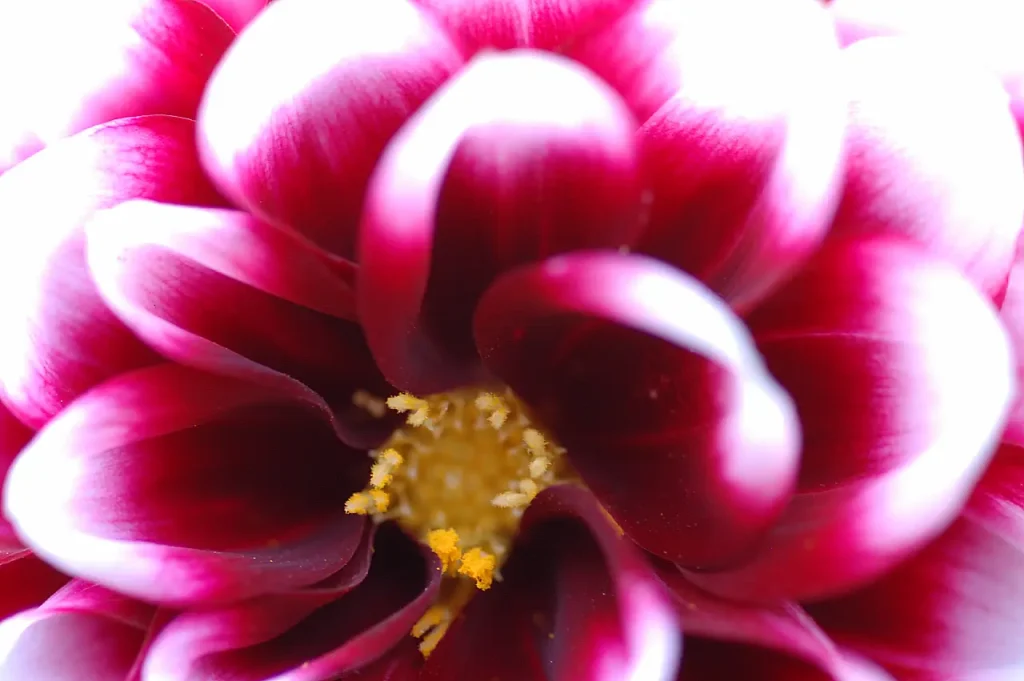 A macro of a dahlia