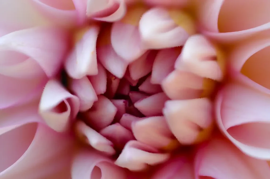 Another dahlia