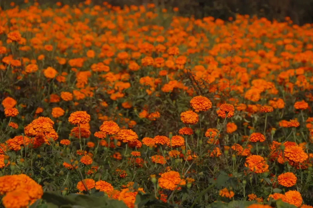 Mexican marigolds (Tagetes erecta)