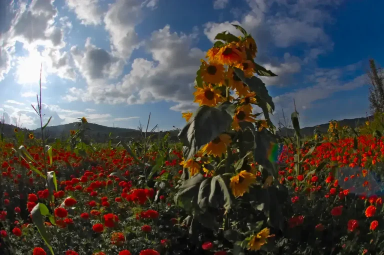 Mexican marigolds (Tagetes erecta) and sunflowers