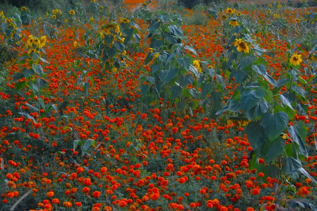 Mexican marigolds (Tagetes erecta) and sunflowers (3)