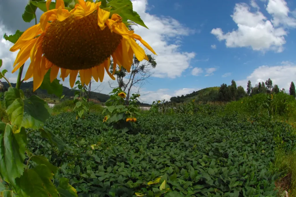 Sunflowers Kunming