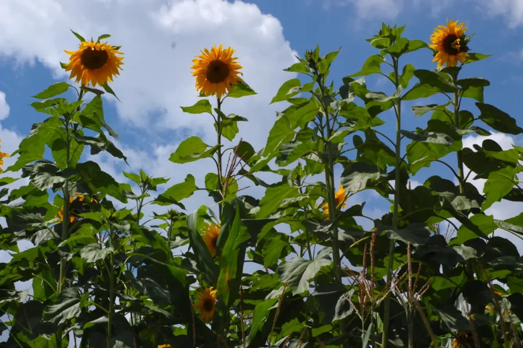 Sunflowers Yunnan