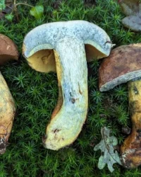 From Yunnan the World Beneath the Mushrooms: Where Reality Becomes Small