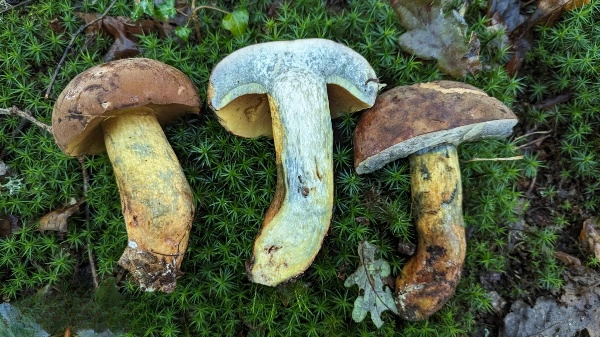 Lanmaoa asiatica
