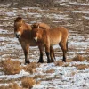 The long journey back to the wild: The return of Przewalski’s horses