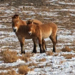 The long journey back to the wild: The return of Przewalski’s horses