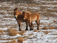 The long journey back to the wild: The return of Przewalski’s horses