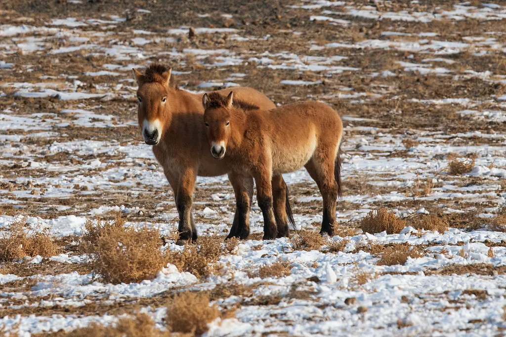 The return of Przewalski’s horses